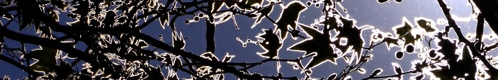 diffracted light around tree branches